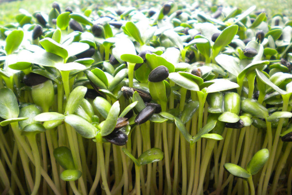 油葵種植方法,春季3月或者夏季6~7月份播種