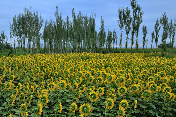 油葵種植方法,春季3月或者夏季6~7月份播種