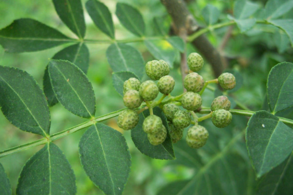 小花椒樹(shù)怎樣修剪,短截整形/花果期修剪/修剪老樹(shù)