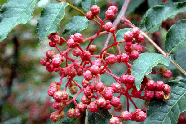 小花椒樹(shù)怎樣修剪,短截整形/花果期修剪/修剪老樹(shù)