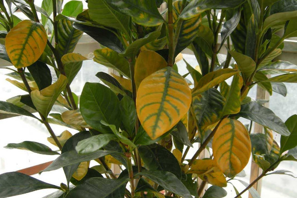 硫酸亞鐵對植物的作用,提升營養吸收能力