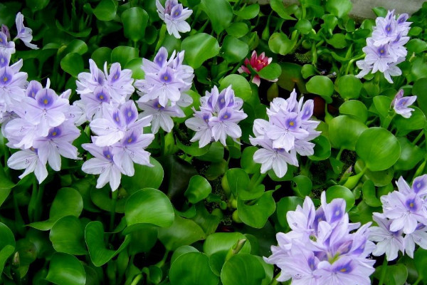 水葫蘆是什么植物,外來的浮水草本植物
