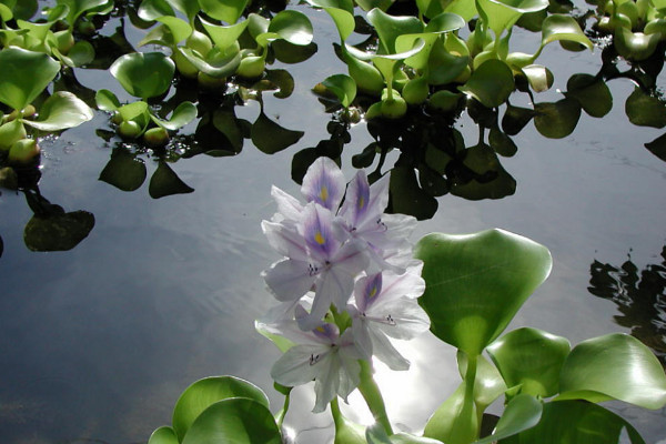 水葫蘆是什么植物,外來的浮水草本植物
