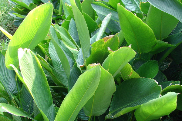 粽葉是什么植物的葉子,蘆葦葉/箬葉/粽巴葉/芭蕉葉等