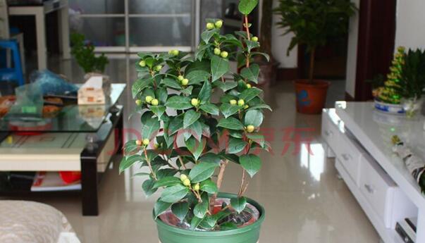 茶花干枯掉葉子怎么辦,控制澆水并加強通風