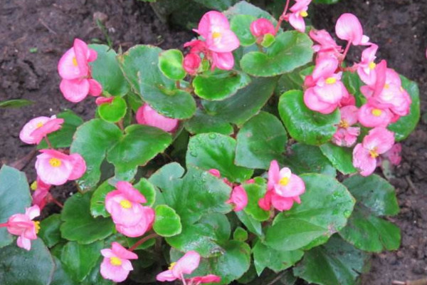 玻璃海棠開完花后怎么處理,適當(dāng)修剪并及時追肥