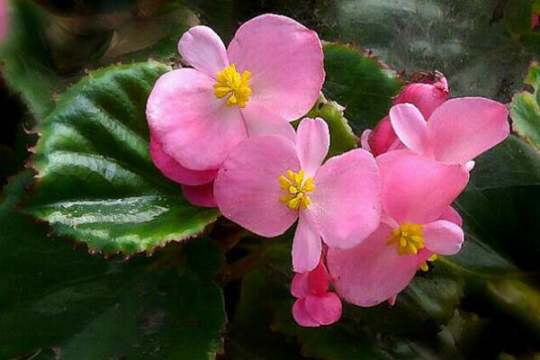 玻璃海棠開完花后怎么處理,適當(dāng)修剪并及時追肥