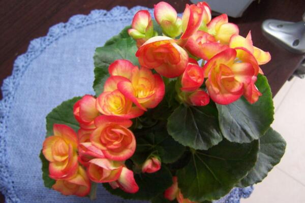 玻璃海棠開完花后怎么處理,適當(dāng)修剪并及時追肥