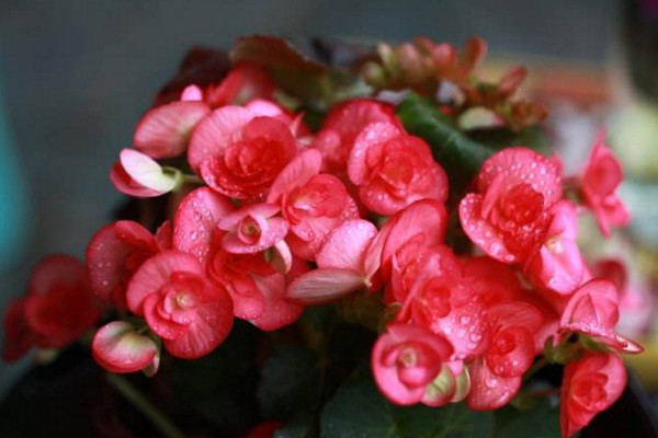 玻璃海棠開完花后怎么處理,適當(dāng)修剪并及時追肥