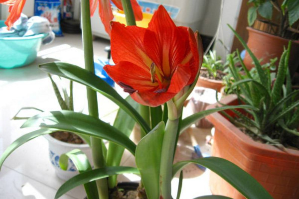 對對紅怎么養,4步教你養好對對紅