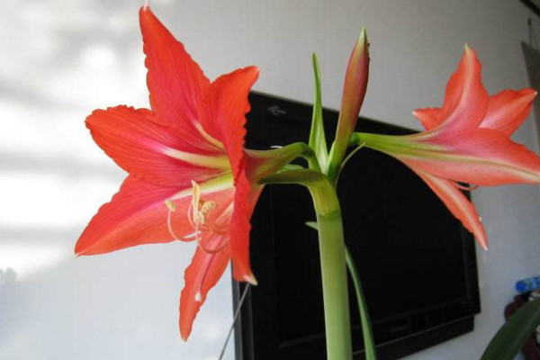 對對紅怎么養,4步教你養好對對紅