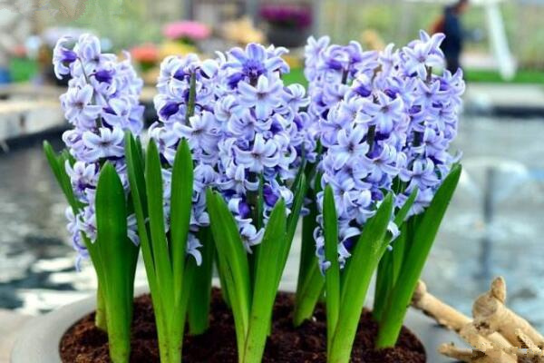 冬天家里養(yǎng)什么花最好,梅花絕對是最好的選擇