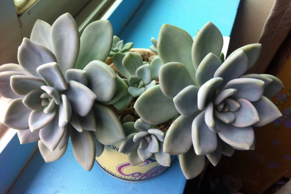 冬美人什么時(shí)候砍頭,春秋季砍頭植株恢復(fù)速度最快