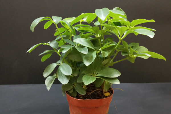 鴨腳木怎么澆水,生長旺期每周澆灌1~2次
