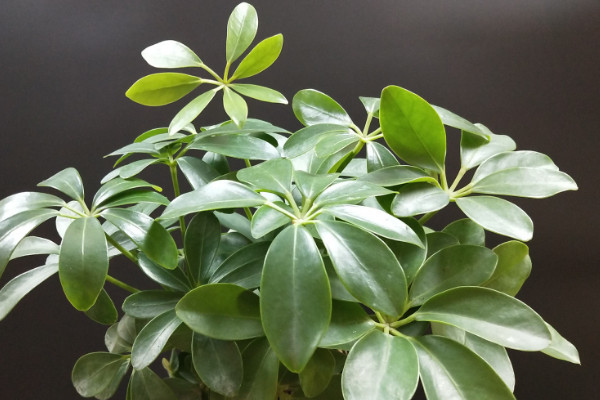 鴨腳木怎么澆水,生長旺期每周澆灌1~2次