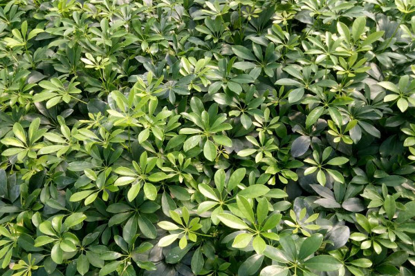 鴨腳木怎么澆水,生長旺期每周澆灌1~2次