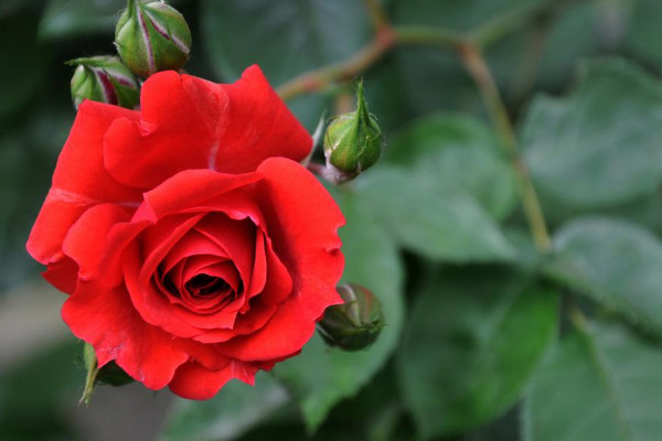 玫瑰花期是什么時(shí)候,5月到6月份綻放