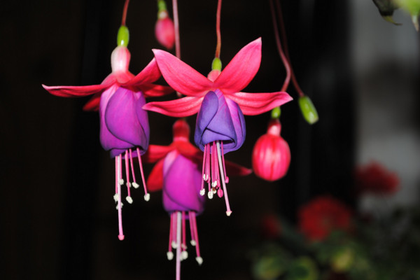 燈籠花的養(yǎng)殖方法和注意事項(xiàng),以下要點(diǎn)是關(guān)鍵