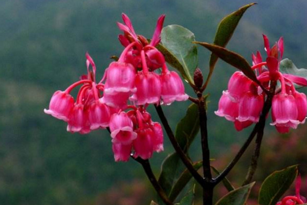 燈籠花的養(yǎng)殖方法和注意事項(xiàng),以下要點(diǎn)是關(guān)鍵