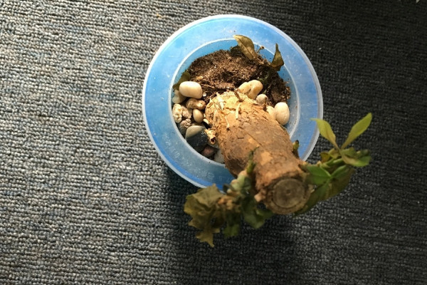 發財樹樹樁怎么催芽,打芽之后保證光照、養分充足