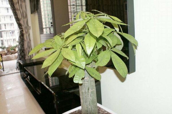 發財樹樹樁怎么催芽,打芽之后保證光照、養分充足