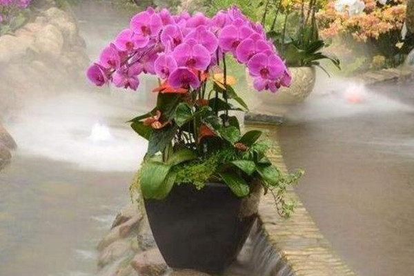 蝴蝶蘭長(zhǎng)花箭后怎么辦,保證光照以及養(yǎng)分充足