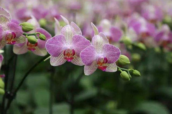 蝴蝶蘭長(zhǎng)花箭后怎么辦,保證光照以及養(yǎng)分充足
