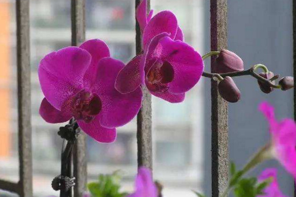 蝴蝶蘭長(zhǎng)花箭后怎么辦,保證光照以及養(yǎng)分充足