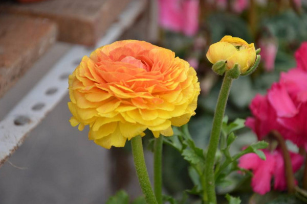 花毛茛花期怎么養(yǎng),控制好環(huán)境溫度并適當(dāng)施肥