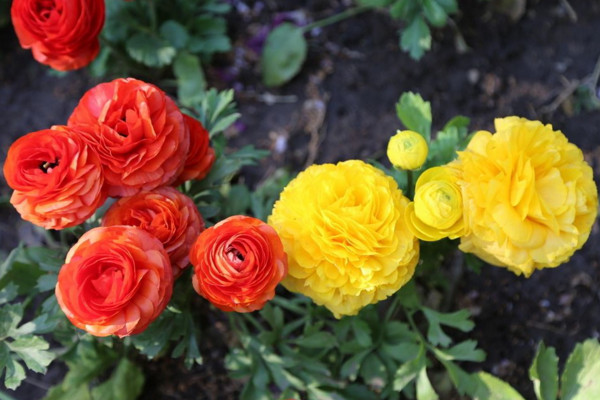 花毛茛花期怎么養(yǎng),控制好環(huán)境溫度并適當(dāng)施肥