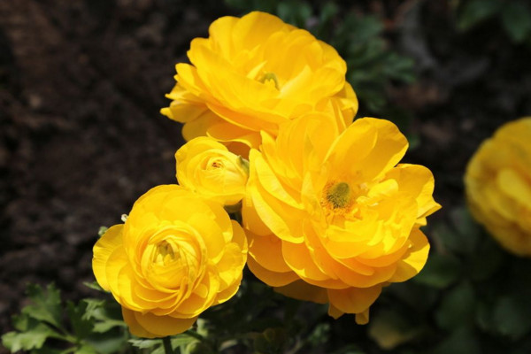 花毛茛花期怎么養(yǎng),控制好環(huán)境溫度并適當(dāng)施肥