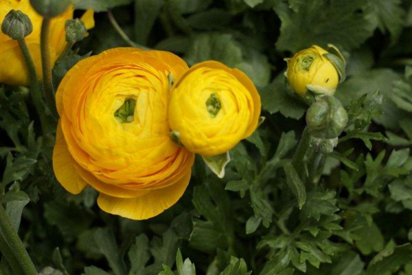 花毛茛花期怎么養(yǎng),控制好環(huán)境溫度并適當(dāng)施肥