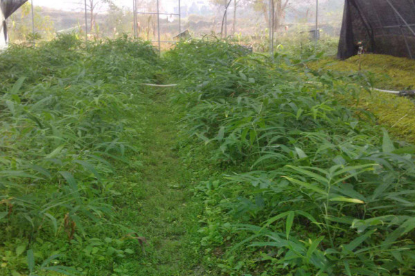 黃精冬天會凍死嗎,南方地區(qū)不會凍死