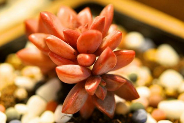 姬朧月怎么養(yǎng),適宜的土壤以及充足的光照