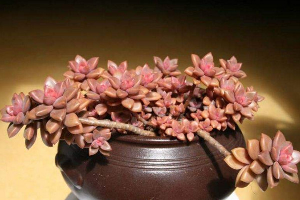 姬朧月怎么養(yǎng),適宜的土壤以及充足的光照