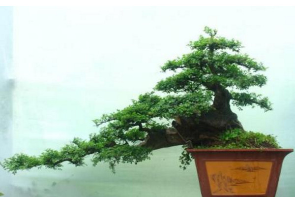 榆樹盆景怎么養,適宜的盆土以及充足的光照