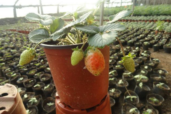盆栽草莓的種植方法,選擇稍大的花盆養護