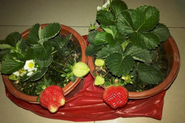 盆栽草莓的種植方法,選擇稍大的花盆養護