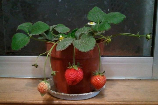 盆栽草莓的種植方法,選擇稍大的花盆養護