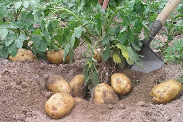 土豆種植技術,可以通過以下4步來進行