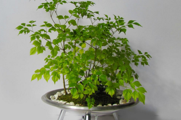幸福樹上有白色絮狀物怎么辦,可能是感染了白粉病