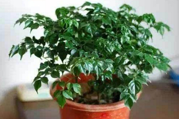 幸福樹上有白色絮狀物怎么辦,可能是感染了白粉病
