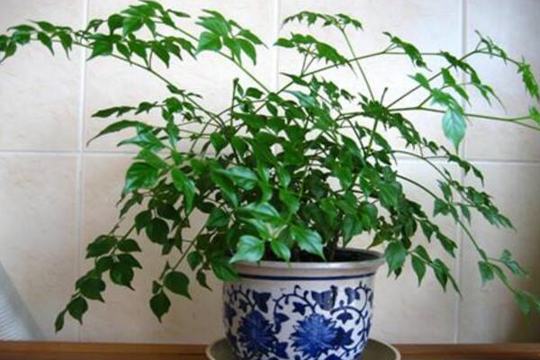 幸福樹上有白色絮狀物怎么辦,可能是感染了白粉病