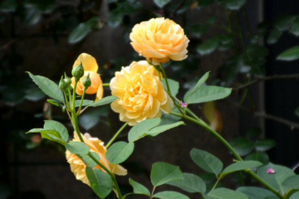 玫瑰與月季的區(qū)別,葉子/花朵/花莖具有差異