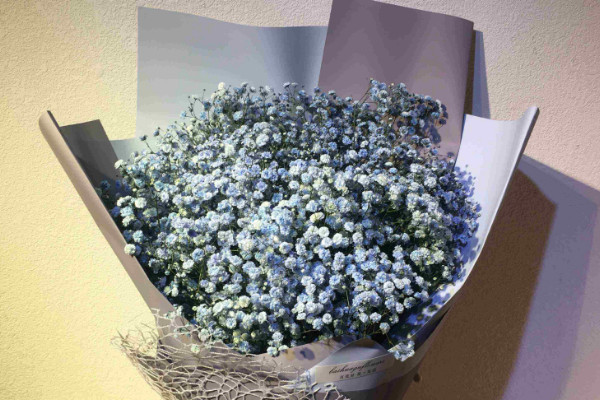 滿天星種植方法,種子要經過處理后才可栽植
