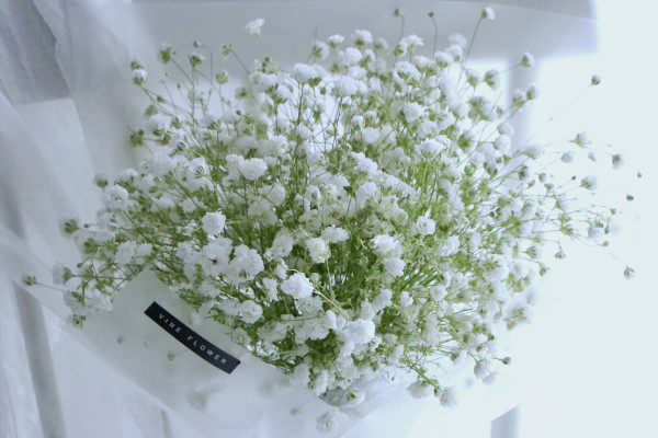 滿天星種植方法,種子要經過處理后才可栽植
