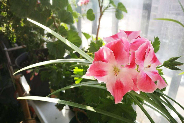 大花天竺葵怎么養(yǎng),選用富含腐殖質(zhì)營養(yǎng)的土壤栽培