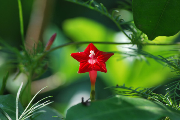五角星花怎么養(yǎng),生長(zhǎng)期每個(gè)月施加一次磷鉀肥