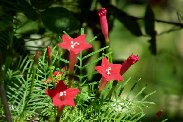 五角星花怎么養(yǎng),生長(zhǎng)期每個(gè)月施加一次磷鉀肥