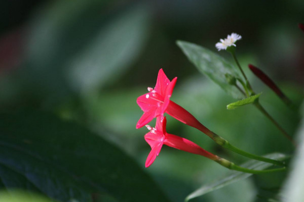五角星花怎么養(yǎng),生長(zhǎng)期每個(gè)月施加一次磷鉀肥
